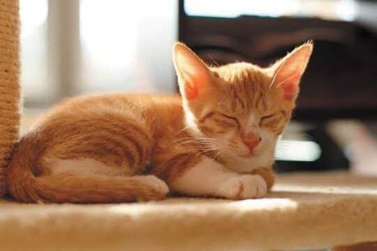 猫日向ぼっこ: 健康効果と注意点 8 e78cabe697a5e59091e381bce381a3e38193 e581a5e5bab7e58ab9e69e9ce381a8e6b3a8e6848fe782b9