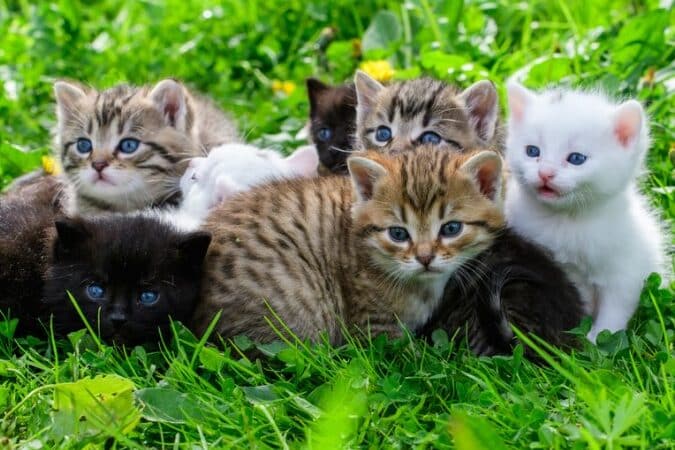 猫模様種類:猫の模様、どんな種類がある? 1 e78cabe6a8a1e6a798e7a8aee9a19eefbc9ae78cabe381aee6a8a1e6a798e38081e381a9e38293e381aae7a8aee9a19ee3818ce38182e3828befbc9f