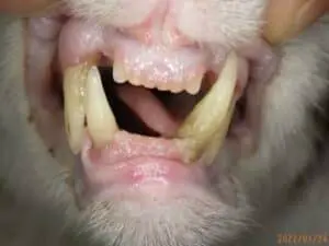猫歯が抜ける:猫の歯が抜けるのはなぜ? 1 猫歯が抜ける:猫の歯が抜けるのはなぜ?