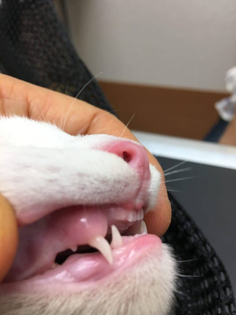 猫歯生え変わり: 子猫の歯の生え変わる時期 9 e78cabe6adafe7949fe38188e5a489e3828fe3828a e5ad90e78cabe381aee6adafe381aee7949fe38188e5a489e3828fe3828be69982e69c9f
