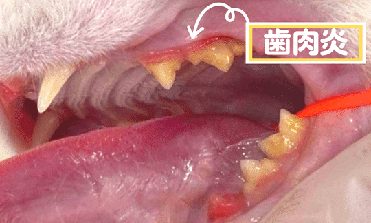 猫歯石: 原因と予防、除去方法 9 e78cabe6adafe79fb3 e58e9fe59ba0e381a8e4ba88e998b2e38081e999a4e58ebbe696b9e6b395