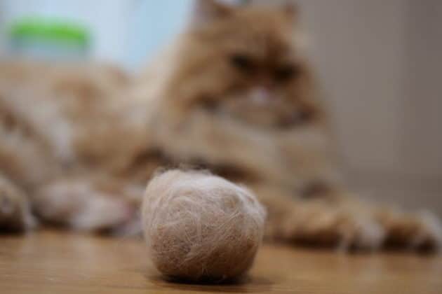 猫毛玉|原因と対策、毛玉ケア 5 e78cabe6af9be78e89efbd9ce58e9fe59ba0e381a8e5afbee7ad96e38081e6af9be78e89e382b1e382a2