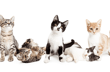 猫毛色:猫の毛色の種類と特徴 1 e78cabe6af9be889b2efbc9ae78cabe381aee6af9be889b2e381aee7a8aee9a19ee381a8e789b9e5beb4
