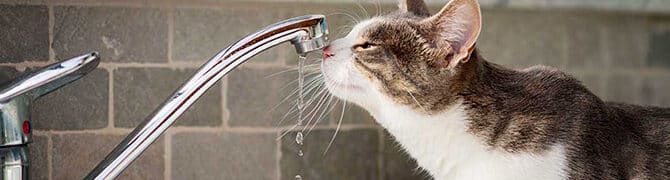 猫水をよく飲む: 原因と病気の可能性 8 e78cabe6b0b4e38292e38288e3818fe9a3b2e38280 e58e9fe59ba0e381a8e79785e6b097e381aee58fafe883bde680a7