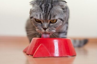 猫水飲みすぎ: 原因と対処法、病気の可能性 9 e78cabe6b0b4e9a3b2e381bfe38199e3818e e58e9fe59ba0e381a8e5afbee587a6e6b395e38081e79785e6b097e381aee58fafe883bde680a7
