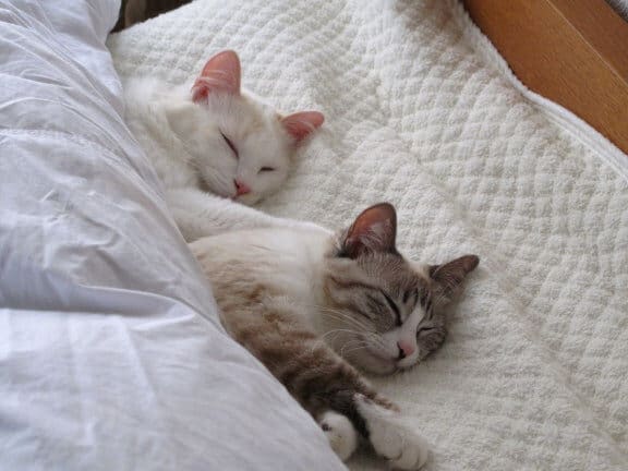 猫添い寝:猫と添い寝するメリット・デメリット 1 e78cabe6b7bbe38184e5af9defbc9ae78cabe381a8e6b7bbe38184e5af9de38199e3828be383a1e383aae38383e38388e383bbe38387e383a1e383aae38383e38388