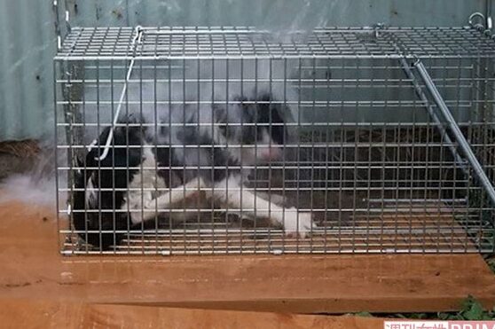 猫熱湯|猫に熱湯をかけないで!動物虐待 5 e78cabe786b1e6b9afefbd9ce78cabe381abe786b1e6b9afe38292e3818be38191e381aae38184e381a7efbc81e58b95e789a9e89990e5be85