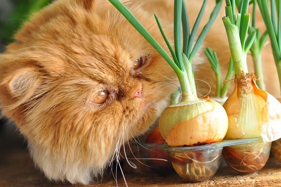 猫玉ねぎ|猫に玉ねぎは危険!中毒症状と対処法 5 e78cabe78e89e381ade3818eefbd9ce78cabe381abe78e89e381ade3818ee381afe58db1e999baefbc81e4b8ade6af92e79787e78ab6e381a8e5afbee587a6e6b395