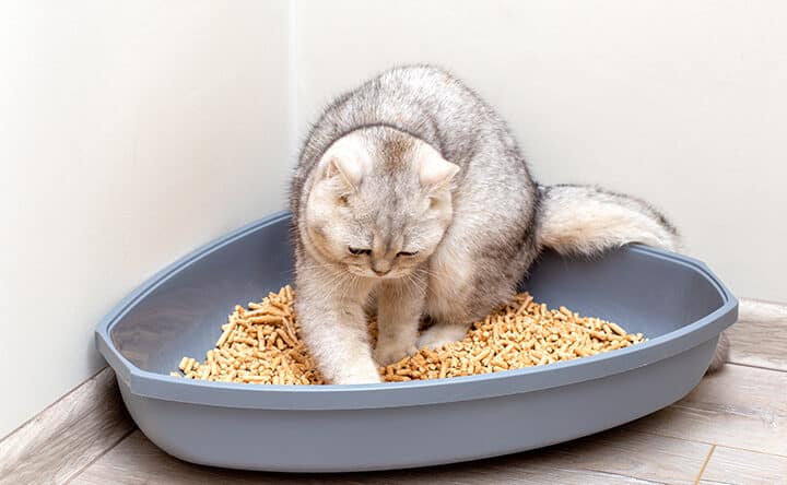 猫生理|発情期のサインと注意点 5 e78cabe7949fe79086efbd9ce799bae68385e69c9fe381aee382b5e382a4e383b3e381a8e6b3a8e6848fe782b9