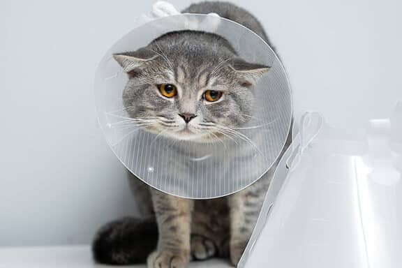 猫用エリザベスカラー!選び方と使い方、ストレス軽減 5 e78cabe794a8e382a8e383aae382b6e38399e382b9e382abe383a9e383bcefbc81e981b8e381b3e696b9e381a8e4bdbfe38184e696b9e38081e382b9e38388e383ac
