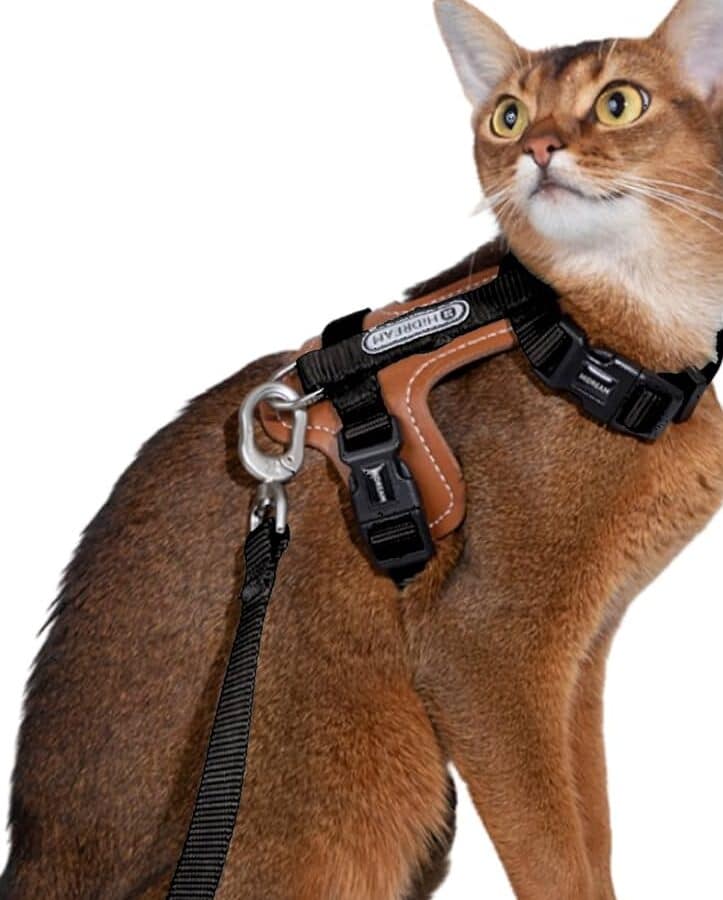 猫用ハーネス抜けにくいおすすめ!安全にお散歩 5 e78cabe794a8e3838fe383bce3838de382b9e68a9ce38191e381abe3818fe38184e3818ae38199e38199e38281efbc81e5ae89e585a8e381abe3818ae695a3e6ada9