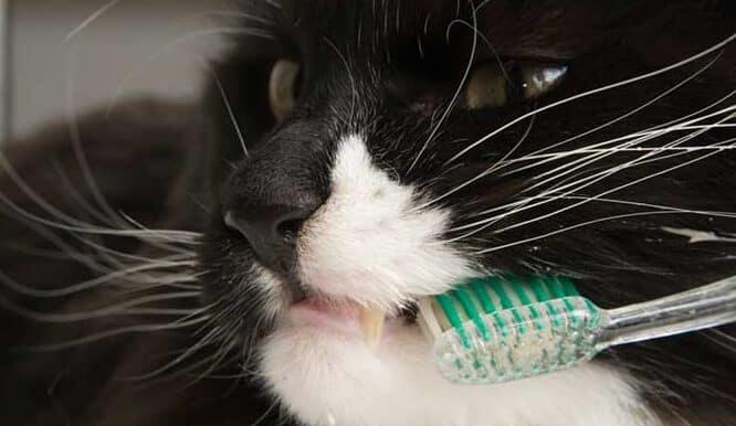 猫用歯磨き!猫の歯周病予防 5 e78cabe794a8e6adafe7a3a8e3818defbc81e78cabe381aee6adafe591a8e79785e4ba88e998b2