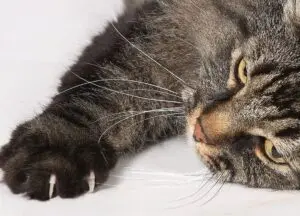 猫用爪とぎ: 完璧な選び方とその重要性 5 猫用爪とぎ: 完璧な選び方とその重要性