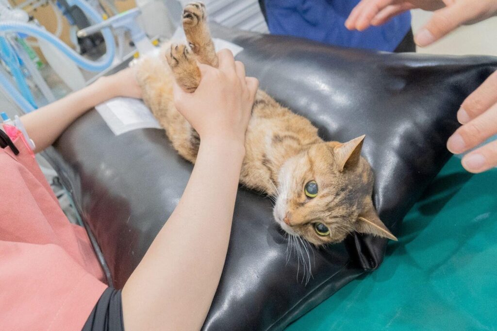 猫甲状腺機能亢進症|症状・原因・治療法を解説 2 e78cabe794b2e78ab6e885bae6a99fe883bde4baa2e980b2e79787efbd9ce79787e78ab6e383bbe58e9fe59ba0e383bbe6b2bbe79982e6b395e38292e8a7a3e8aaac