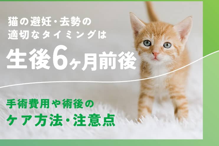 猫発情期いつ|時期とサイン、避妊手術のタイミング 1 e78cabe799bae68385e69c9fe38184e381a4efbd9ce69982e69c9fe381a8e382b5e382a4e383b3e38081e981bfe5a68ae6898be8a193e381aee382bfe382a4e3839f