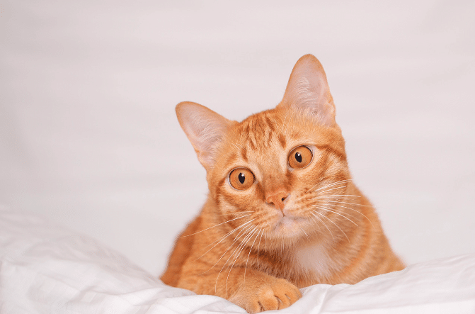 猫発情期うるさい: 鳴き声対策と避妊手術 8 e78cabe799bae68385e69c9fe38186e3828be38195e38184 e9b3b4e3818de5a3b0e5afbee7ad96e381a8e981bfe5a68ae6898be8a193