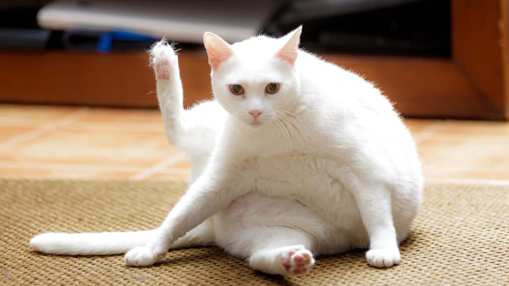 猫発情期オス室内飼い:オス猫の発情期、室内飼いでの注意点 1 e78cabe799bae68385e69c9fe382aae382b9e5aea4e58685e9a3bce38184efbc9ae382aae382b9e78cabe381aee799bae68385e69c9fe38081e5aea4e58685e9a3bc