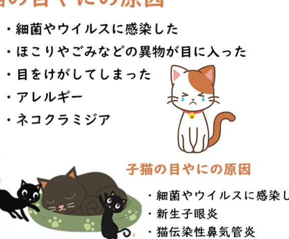 猫目やに毎日出る:猫の目やにが毎日出るのはなぜ? 5 e78cabe79baee38284e381abe6af8ee697a5e587bae3828befbc9ae78cabe381aee79baee38284e381abe3818ce6af8ee697a5e587bae3828be381aee381afe381aa