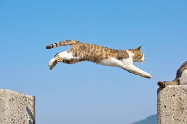 猫筋肉:猫の筋肉、驚きの能力 5 e78cabe7ad8be88289efbc9ae78cabe381aee7ad8be88289e38081e9a99ae3818de381aee883bde58a9b