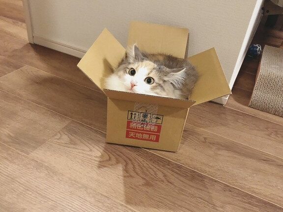 猫箱|猫が箱に入る習性と可愛い画像集 1 e78cabe7aeb1efbd9ce78cabe3818ce7aeb1e381abe585a5e3828be7bf92e680a7e381a8e58fafe6849be38184e794bbe5838fe99b86