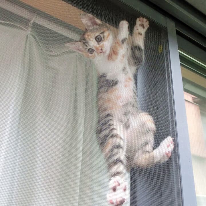 猫網戸:猫が網戸を破ってしまう!対策方法 5 e78cabe7b6b2e688b8efbc9ae78cabe3818ce7b6b2e688b8e38292e7a0b4e381a3e381a6e38197e381bee38186efbc81e5afbee7ad96e696b9e6b395
