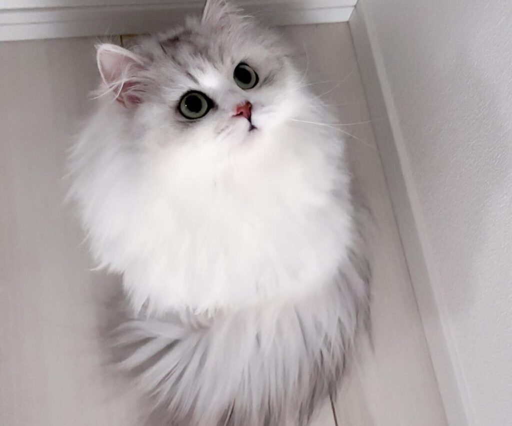 猫綺麗:美しい猫、その秘密 5 e78cabe7b6bae9ba97efbc9ae7be8ee38197e38184e78cabe38081e3819de381aee7a798e5af86