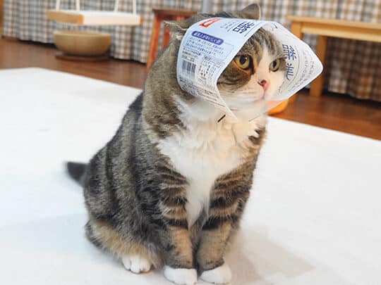 猫美人:美しすぎる猫たち 5 e78cabe7be8ee4babaefbc9ae7be8ee38197e38199e3818ee3828be78cabe3819fe381a1