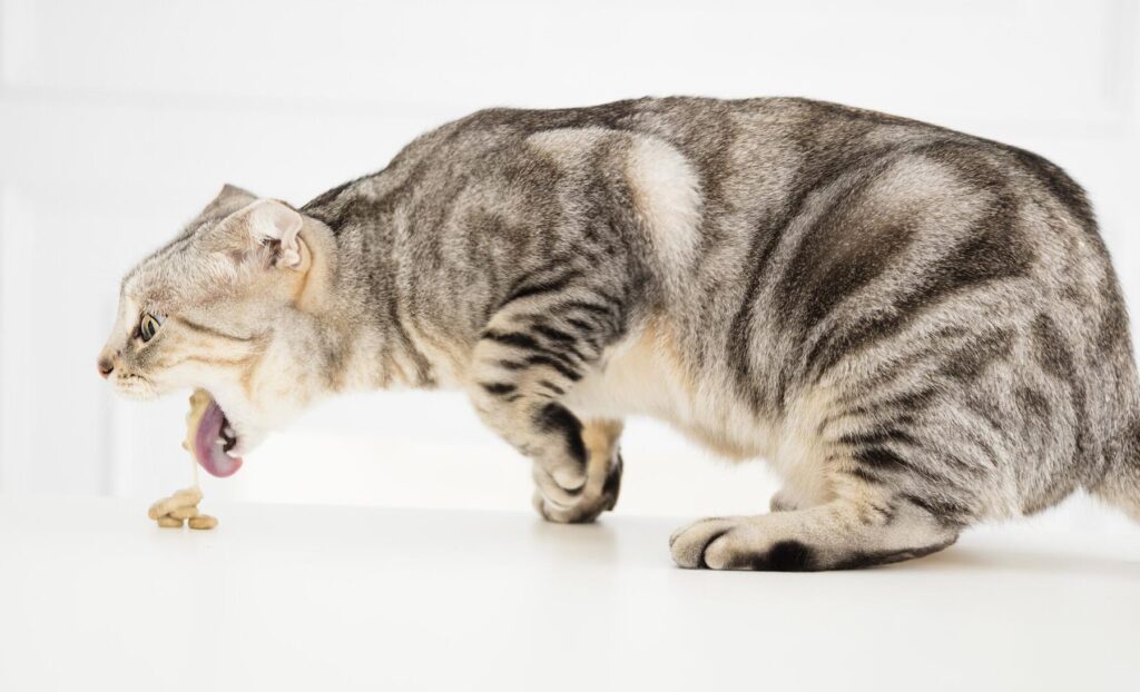 猫胃液吐く: 原因と対処法、病気の可能性 8 e78cabe88383e6b6b2e59090e3818f e58e9fe59ba0e381a8e5afbee587a6e6b395e38081e79785e6b097e381aee58fafe883bde680a7