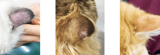 猫脱毛:猫の脱毛、原因と対策 5 e78cabe884b1e6af9befbc9ae78cabe381aee884b1e6af9be38081e58e9fe59ba0e381a8e5afbee7ad96