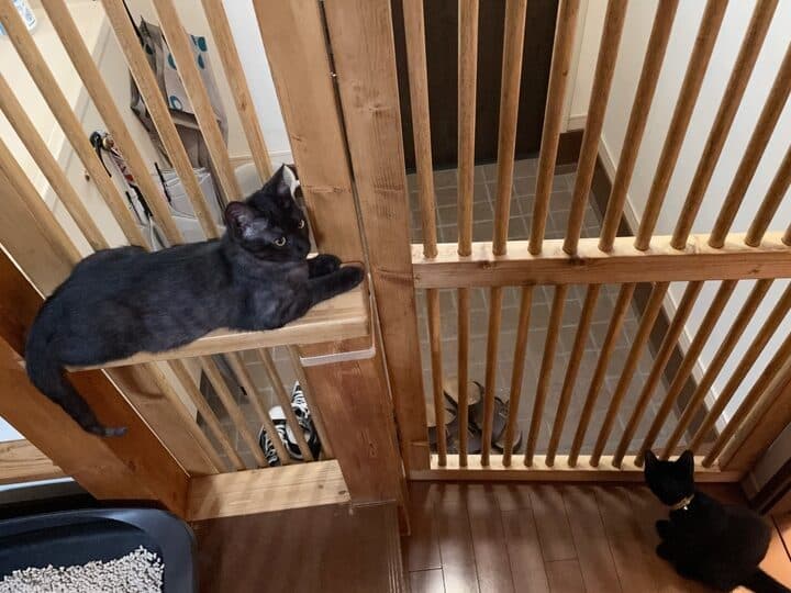 猫脱走防止玄関作り方: 脱走を防ぐためのDIY 5 e78cabe884b1e8b5b0e998b2e6ada2e78e84e996a2e4bd9ce3828ae696b9 e884b1e8b5b0e38292e998b2e38190e3819fe38281e381aediy