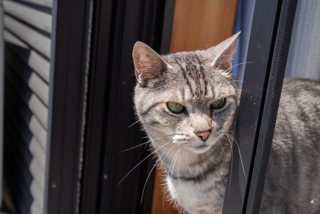 猫脱走|原因と対策、脱走時の探し方 1 e78cabe884b1e8b5b0efbd9ce58e9fe59ba0e381a8e5afbee7ad96e38081e884b1e8b5b0e69982e381aee68ea2e38197e696b9