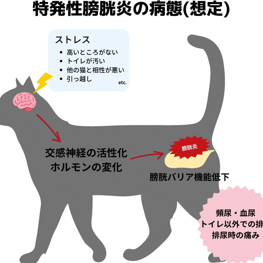 猫膀胱炎症状: 頻尿や血尿などのサイン 9 e78cabe88680e883b1e7828ee79787e78ab6 e9a0bbe5b0bfe38284e8a180e5b0bfe381aae381a9e381aee382b5e382a4e383b3