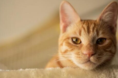猫茶トラメス!茶トラのメスの猫の特徴 5 e78cabe88cb6e38388e383a9e383a1e382b9efbc81e88cb6e38388e383a9e381aee383a1e382b9e381aee78cabe381aee789b9e5beb4