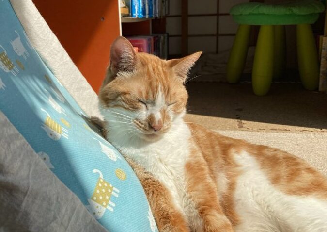 猫茶トラ白!茶トラ白猫の特徴と性格 5 e78cabe88cb6e38388e383a9e799bdefbc81e88cb6e38388e383a9e799bde78cabe381aee789b9e5beb4e381a8e680a7e6a0bc