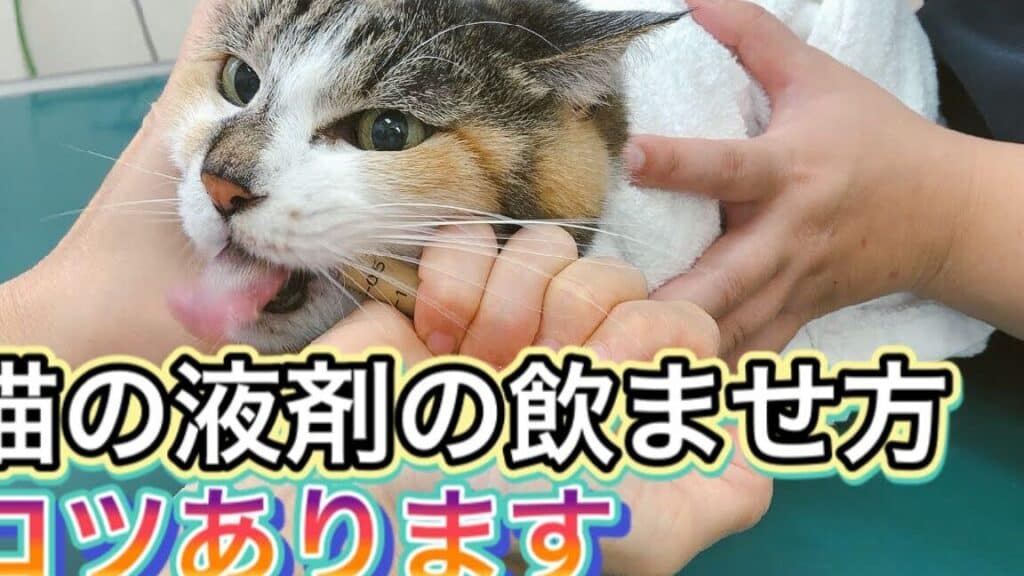 猫薬飲ませ方: 猫に薬を飲ませるコツ 7 e78cabe896ace9a3b2e381bee3819be696b9 e78cabe381abe896ace38292e9a3b2e381bee3819be3828be382b3e38384