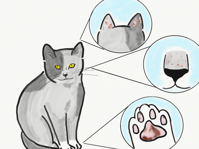 猫蚊に刺される:猫も蚊に刺される!対策方法 5 e78cabe89a8ae381abe588bae38195e3828ce3828befbc9ae78cabe38282e89a8ae381abe588bae38195e3828ce3828befbc81e5afbee7ad96e696b9e6b395