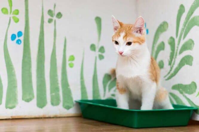 猫血便:原因と対処法、緊急性の高いケース 5 e78cabe8a180e4bebfefbc9ae58e9fe59ba0e381a8e5afbee587a6e6b395e38081e7b78ae680a5e680a7e381aee9ab98e38184e382b1e383bce382b9