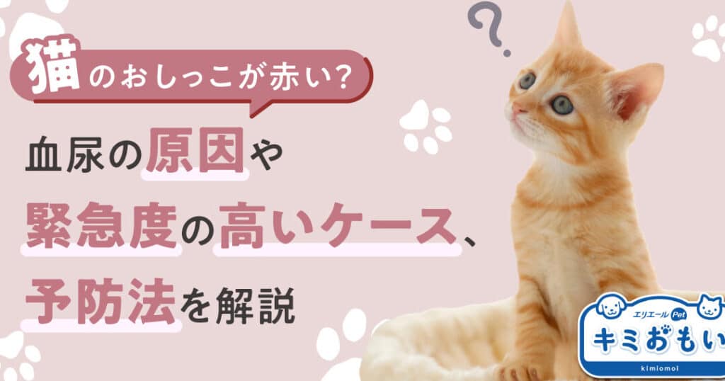 猫血尿元気はある: 原因と対処法、病気の可能性 9 e78cabe8a180e5b0bfe58583e6b097e381afe38182e3828b e58e9fe59ba0e381a8e5afbee587a6e6b395e38081e79785e6b097e381aee58fafe883bde680a7