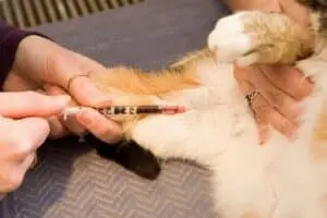 猫血液検査費用:猫の血液検査、費用は? 5 猫血液検査費用:猫の血液検査、費用は?