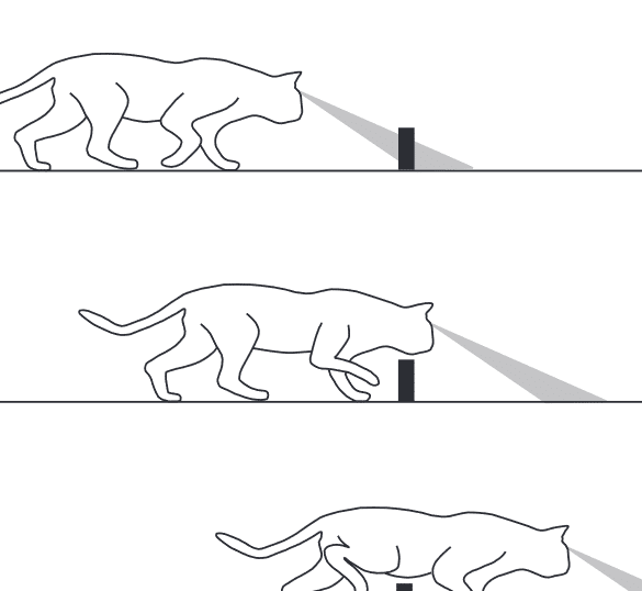 猫記憶力:猫の記憶力はどれくらい? 5 e78cabe8a898e686b6e58a9befbc9ae78cabe381aee8a898e686b6e58a9be381afe381a9e3828ce3818fe38289e38184efbc9f
