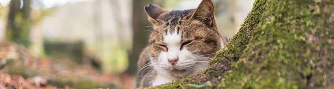 猫認知症|症状と原因、介護方法 1 e78cabe8aa8de79fa5e79787efbd9ce79787e78ab6e381a8e58e9fe59ba0e38081e4bb8be8adb7e696b9e6b395