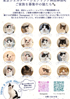 猫譲渡会東京:東京で開催される猫の譲渡会 5 e78cabe8adb2e6b8a1e4bc9ae69db1e4baacefbc9ae69db1e4baace381a7e9968be582ace38195e3828ce3828be78cabe381aee8adb2e6b8a1e4bc9a