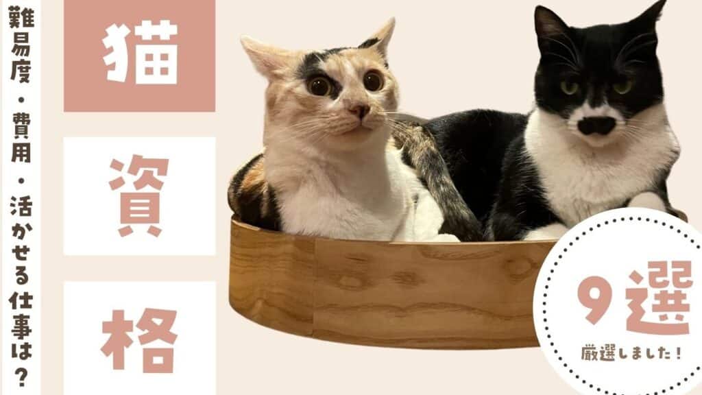 猫資格:猫に関する資格 5 e78cabe8b387e6a0bcefbc9ae78cabe381abe996a2e38199e3828be8b387e6a0bc