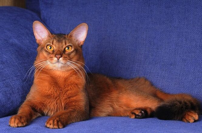 猫赤毛!赤い毛の猫の特徴 5 e78cabe8b5a4e6af9befbc81e8b5a4e38184e6af9be381aee78cabe381aee789b9e5beb4