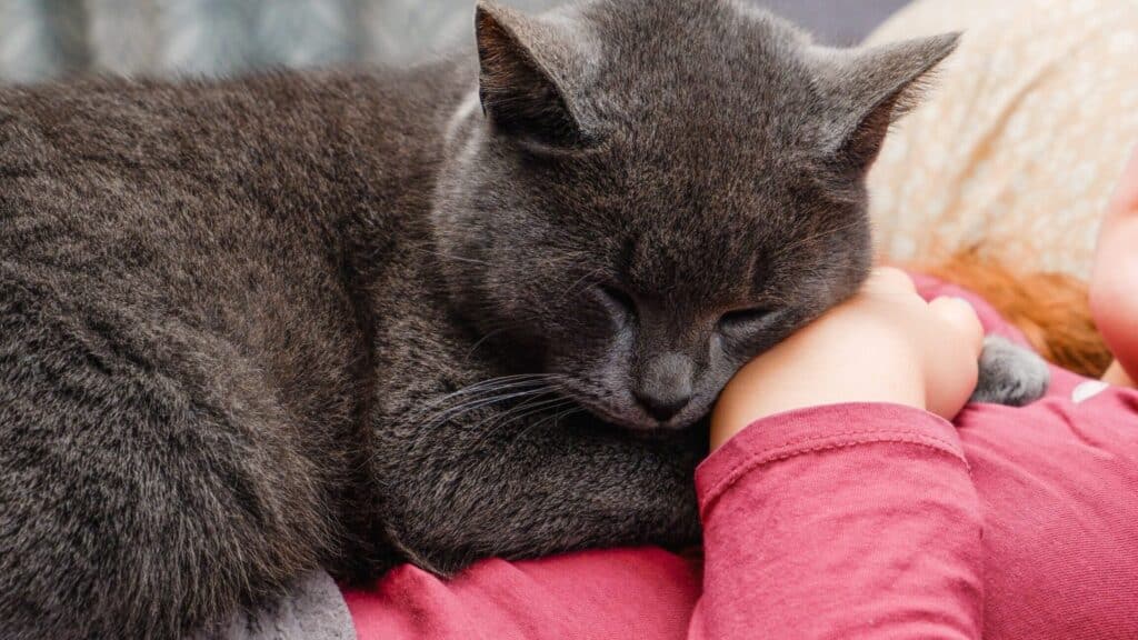 猫近くで寝る:猫が近くで寝る理由 5 e78cabe8bf91e3818fe381a7e5af9de3828befbc9ae78cabe3818ce8bf91e3818fe381a7e5af9de3828be79086e794b1