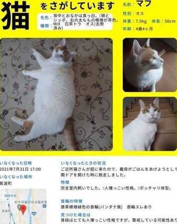 猫近くにいる:野良猫?飼い猫?見つけた時の対処法 5 e78cabe8bf91e3818fe381abe38184e3828befbc9ae9878ee889afe78cabefbc9fe9a3bce38184e78cabefbc9fe8a68be381a4e38191e3819fe69982e381aee5afbe