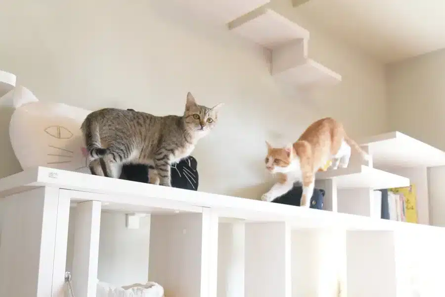 猫遊ばせる施設:猫と一緒に楽しめる!おすすめの施設を紹介 5 e78cabe9818ae381b0e3819be3828be696bde8a8adefbc9ae78cabe381a8e4b880e7b792e381abe6a5bde38197e38281e3828befbc81e3818ae38199e38199e38281
