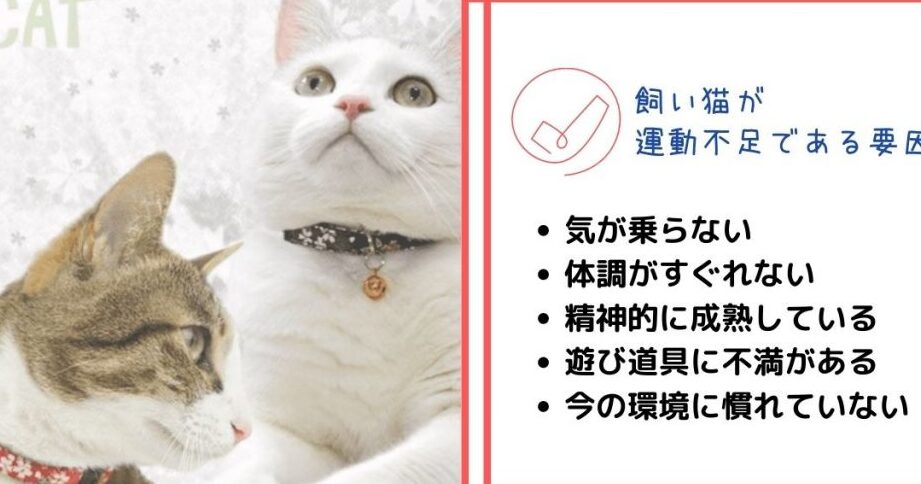 猫遊ばない:猫が遊んでくれない!その原因と対策 5 e78cabe9818ae381b0e381aae38184efbc9ae78cabe3818ce9818ae38293e381a7e3818fe3828ce381aae38184efbc81e3819de381aee58e9fe59ba0e381a8e5afbe