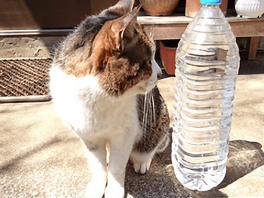 猫避け: 効果的な猫よけグッズと方法 5 e78cabe981bfe38191 e58ab9e69e9ce79a84e381aae78cabe38288e38191e382b0e38383e382bae381a8e696b9e6b395