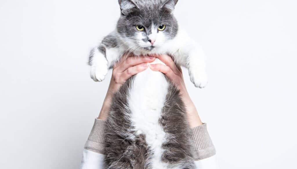 猫避妊手術後悔:猫の避妊手術、後悔する? 5 e78cabe981bfe5a68ae6898be8a193e5be8ce68294efbc9ae78cabe381aee981bfe5a68ae6898be8a193e38081e5be8ce68294e38199e3828befbc9f